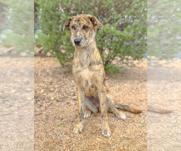 Medium Photo #3 Catahoula Leopard Dog-Unknown Mix Puppy For Sale in PIPE CREEK, TX, USA
