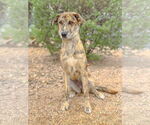 Small #2 Catahoula Leopard Dog Mix