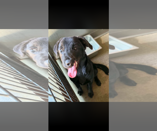 Medium Photo #2 Labrador Retriever-Unknown Mix Puppy For Sale in San Diego, CA, USA
