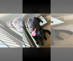 Small #1 Labrador Retriever Mix