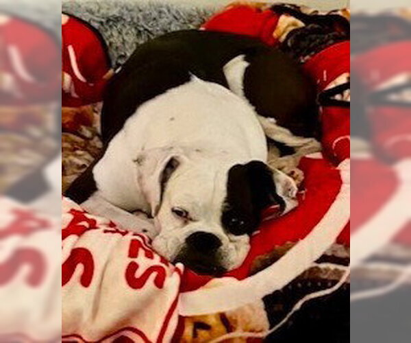 Medium Photo #3 Boxer Puppy For Sale in Austin, TX, USA