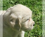 Small Photo #11 English Cream Golden Retriever Puppy For Sale in PARTRIDGE, KS, USA