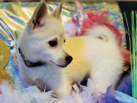 Medium Photo #1 Alaskan Klee Kai Puppy For Sale in PORT SAINT LUCIE, FL, USA