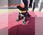 Puppy Yellow Basset Hound