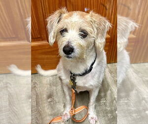 Jack Russell Terrier Dogs for adoption in Ellijay, GA, USA