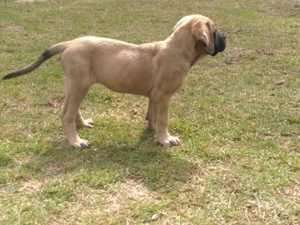 Mastiff Puppy for sale in Bethune, SC, USA