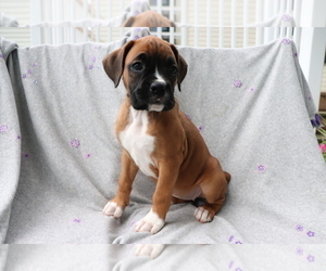 Boxer Puppy for sale in SHILOH, OH, USA