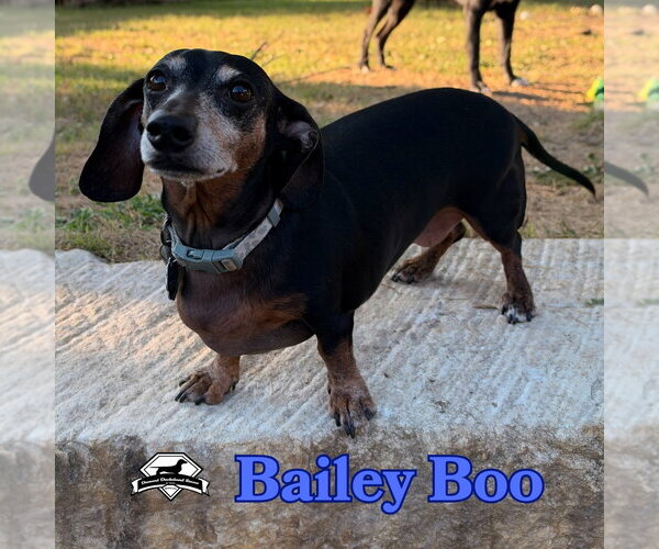 Medium Photo #4 Dachshund Puppy For Sale in San Antonio, TX, USA