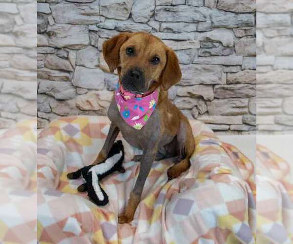 Medium Photo #2 Mutt Puppy For Sale in Kennesaw, GA, USA