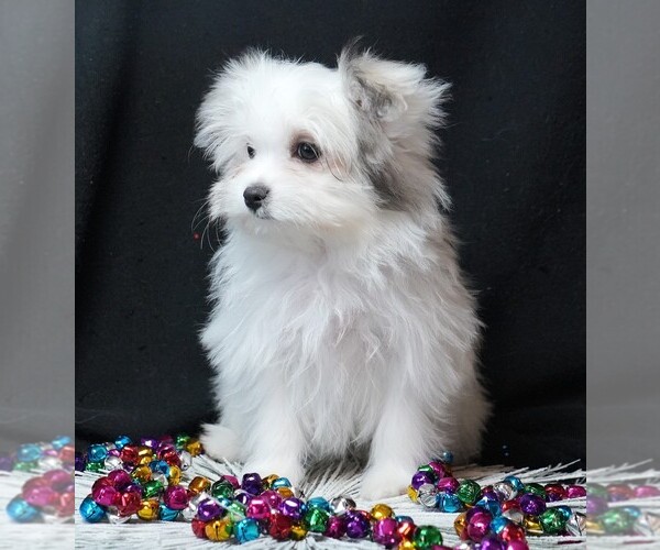 Medium Photo #6 Maltipom Puppy For Sale in ROCK VALLEY, IA, USA