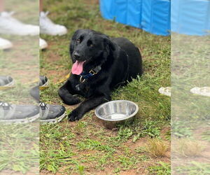 Gruff (TX) - Male Mutt Dog for Adoption - Photo #2