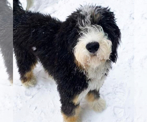 Father of the Miniature Bernedoodle puppies born on 02/13/2025