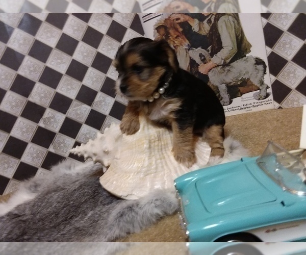 Medium Photo #5 Yorkshire Terrier Puppy For Sale in AUSTIN, TX, USA