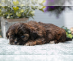 Small Photo #12 Shorkie Tzu Puppy For Sale in BERNE, IN, USA