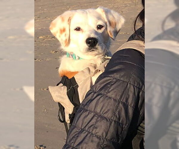 Medium Photo #4 Basset Hound-Chihuahua Mix Puppy For Sale in Ventura, CA, USA