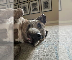 Rosie - Female American Staffordshire Terrier-Staffordshire Bull Terrier Mix Dog for Adoption - Photo #6