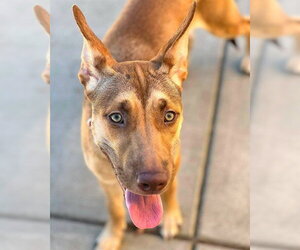 German Shepherd Dog-Unknown Mix Dogs for adoption in Sacramento, CA, USA