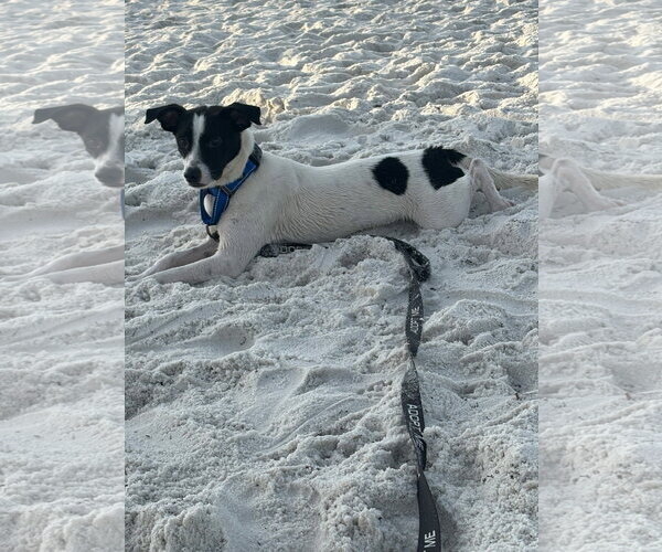 Medium Photo #3 Jack Russell Terrier-Unknown Mix Puppy For Sale in Milton, FL, USA