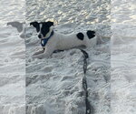 Small #2 Jack Russell Terrier Mix