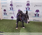 *SYLVESTER - Male Mutt Dog for Adoption - Small photo