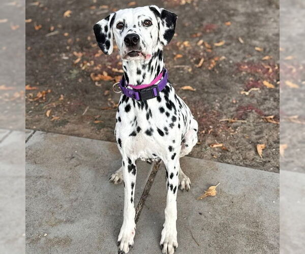 Medium Photo #1 Dalmatian Puppy For Sale in Aurora, CO, USA