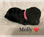 Small Photo #2 Goldendoodle (Miniature) Puppy For Sale in JENKS, OK, USA