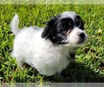 Puppy 2 Maltipoo