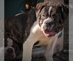 Small #6 Olde English Bulldogge