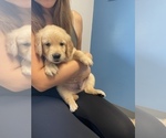 Small Photo #18 Golden Retriever Puppy For Sale in CLEARWATER, FL, USA