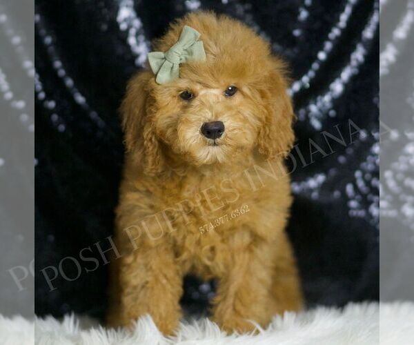 Medium Photo #3 Goldendoodle (Miniature) Puppy For Sale in WARSAW, IN, USA