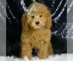 Small #2 Goldendoodle (Miniature)