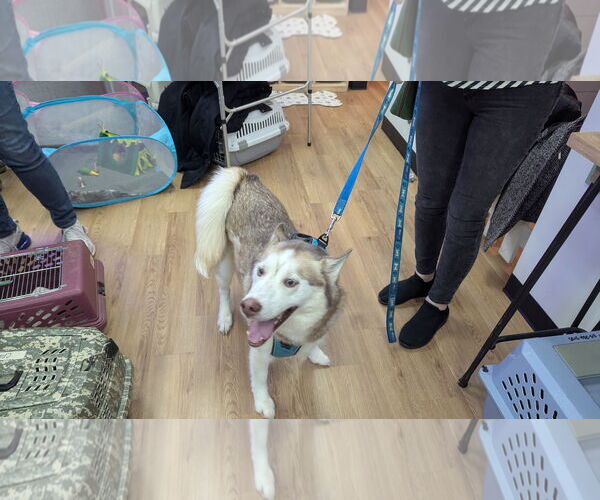 Medium Photo #3 Pomsky Puppy For Sale in Hinckley, IL, USA