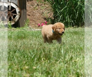 Golden Retriever Puppy for sale in WOLCOTT, VT, USA