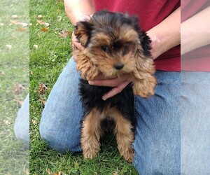 Poodle (Toy)-Yorkshire Terrier Mix Puppy for sale in SANDUSKY, MI, USA