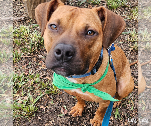 Medium Photo #8 Boxer-Unknown Mix Puppy For Sale in Washington, DC, USA
