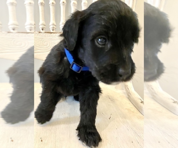 Medium Photo #24 Bernedoodle Puppy For Sale in WALNUT GROVE, MO, USA