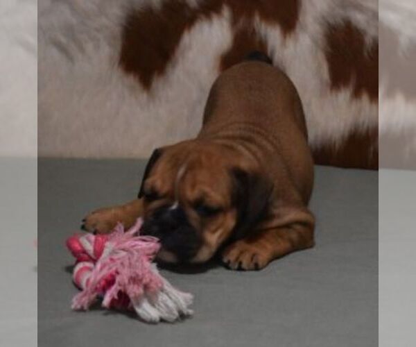 Medium Photo #5 English Bulldog Puppy For Sale in MARSHFIELD, MO, USA