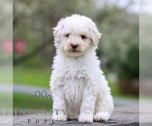 Bernedoodle (Miniature) Puppy for sale in DENVER, PA, USA