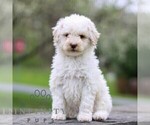 Small Bernedoodle (Miniature)
