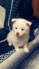 Pomsky Puppy for sale in WAUKON, IA, USA