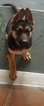 Small Photo #2 German Shepherd Dog Puppy For Sale in BLUFFTON, IN, USA