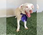 Small #5 American Pit Bull Terrier-Labrador Retriever Mix