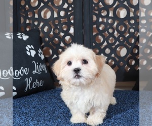 Zuchon Puppy for sale in MOUNT VERNON, OH, USA