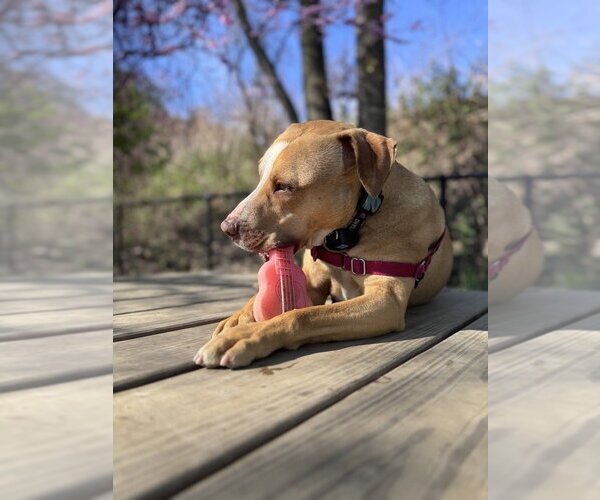Medium Photo #10 Mutt Puppy For Sale in Elmsford, NY, USA