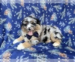 Small #4 Miniature Australian Shepherd