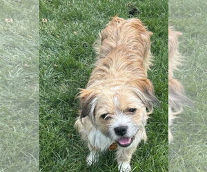 Frankie - Male Border Terrier-Unknown Mix Dog for Adoption - Photo #6