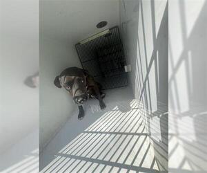 Labrador Retriever-Unknown Mix Dogs for adoption in Houston, TX, USA