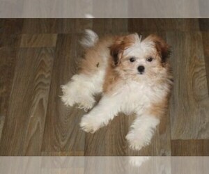 Mi-Ki Puppy for sale in THAYER, KS, USA