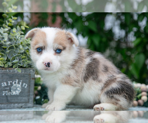 Pembroke Welsh Corgi Litter for sale in NEW CONCORD, OH, USA
