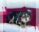 Small #3 Chihuahua Mix